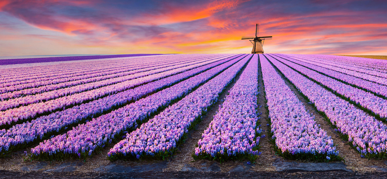 One click to The Netherlands