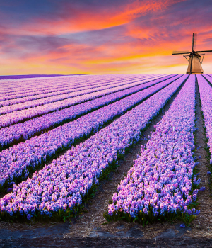 One click to The Netherlands.