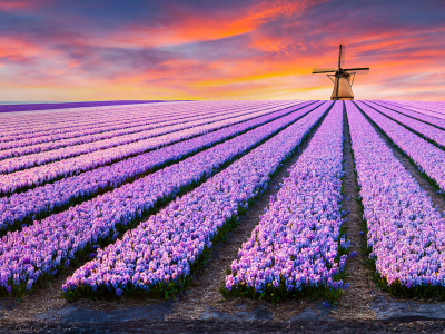 One click to The Netherlands.