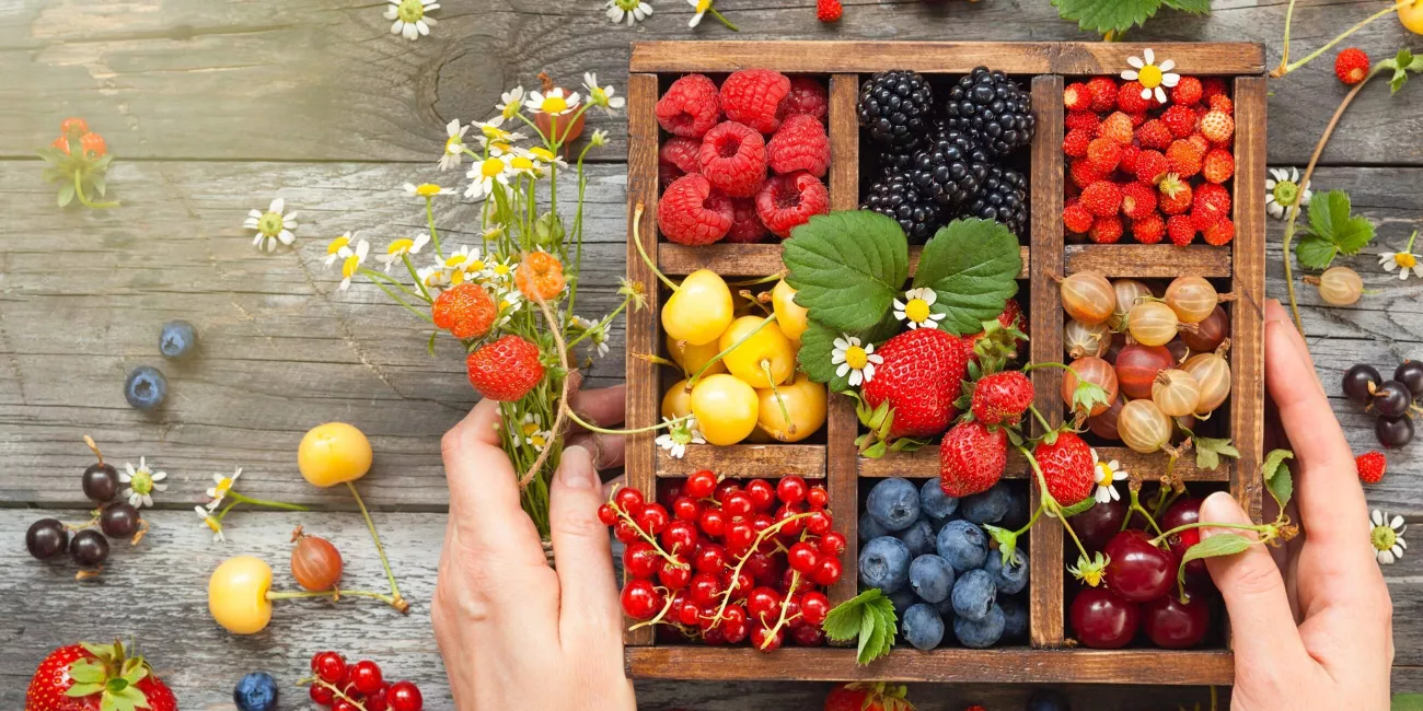 Hands holding a wooden box filled with assorted seasonal berries and fruits: strawberries, raspberries, blueberries, blackberries, currants, and cherries-arranged on a rustic wooden table with wildflowers around.