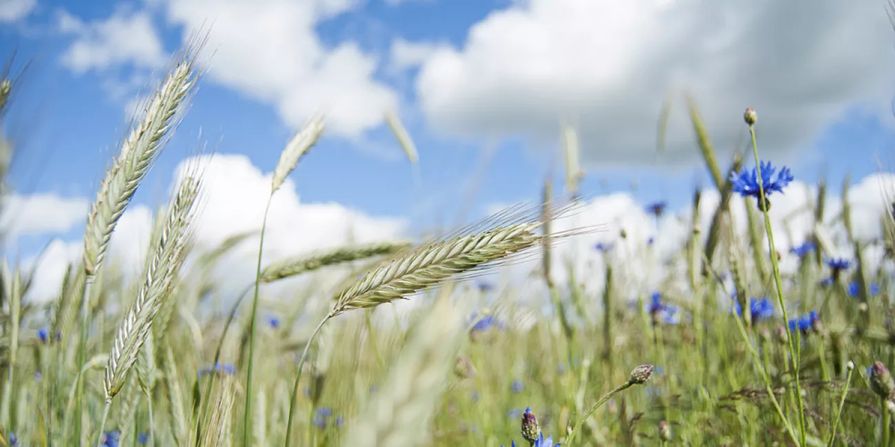 crops