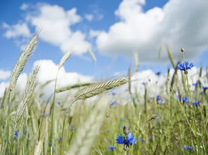 crops